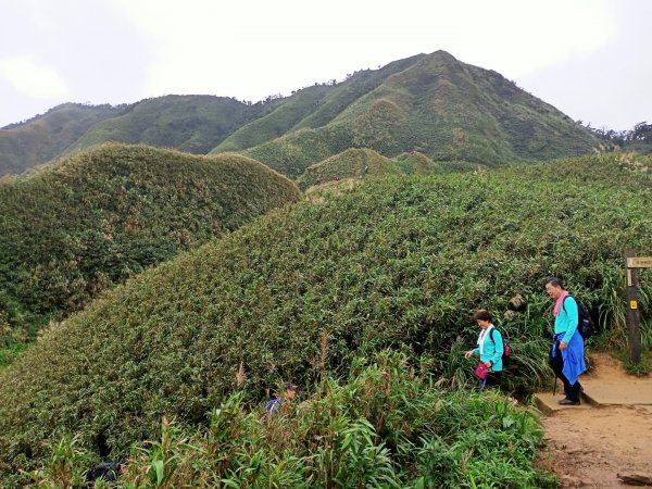 【小百岳集起來】三角崙山, 聖母登山步道1148133