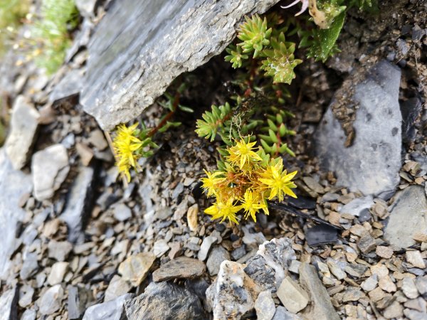 北一段(14/14)高山植物 2025_0906~132887650