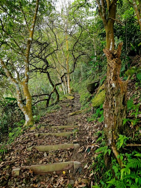 竹子尖山-小百岳#67-台南市楠西區/梅峰古道-(台南)臺灣百大必訪步道2630926