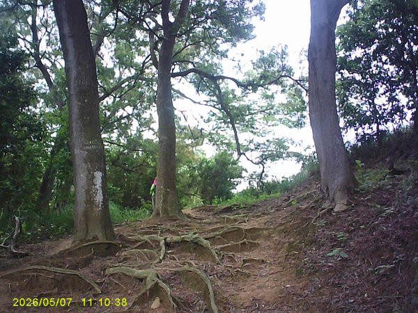 苗栗頭份「鹿廚坑步道」健走，順道拜訪濫坑山、鹿廚坑山、中央尖！3079127