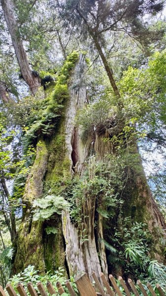 新中橫看玉山 首訪鹿林神木2836978