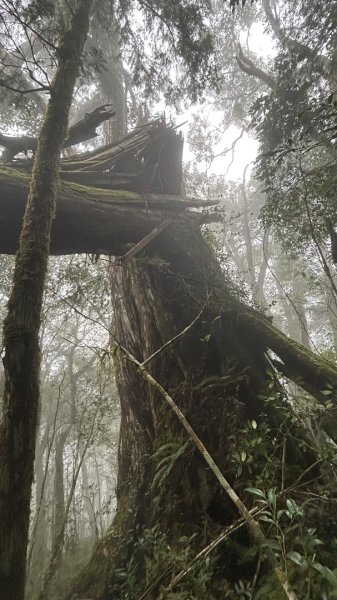 芃芃山西北稜大內台2693953