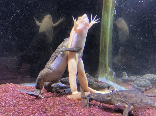 【動物】兩青蛙重現「鐵達尼號」經典鏡頭 緊抱五分鐘不鬆手