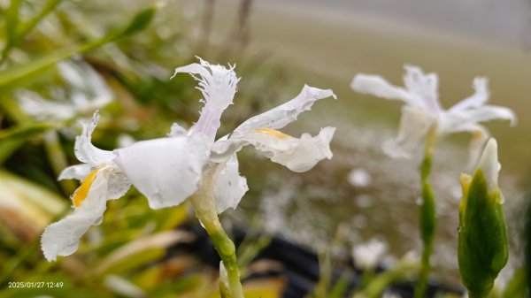 我的2025第一場雪，包場夫婦山，獨享差強人意的雪景&雲海。1/272699845