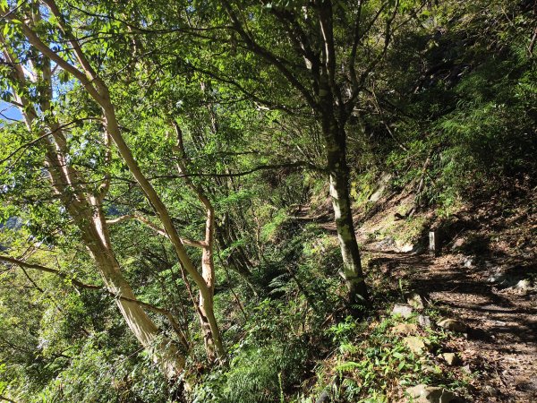 [玉山尋寶任務-07/12] 2025_0824 八通關雲龍瀑布步道2870566