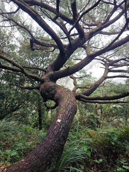 2025臺北大縱走第三段：小油坑至風櫃口2973461