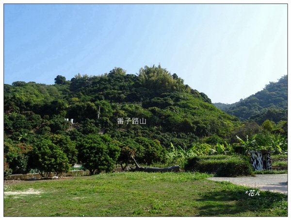 貓頭鷹步道(台中、太平)1585672