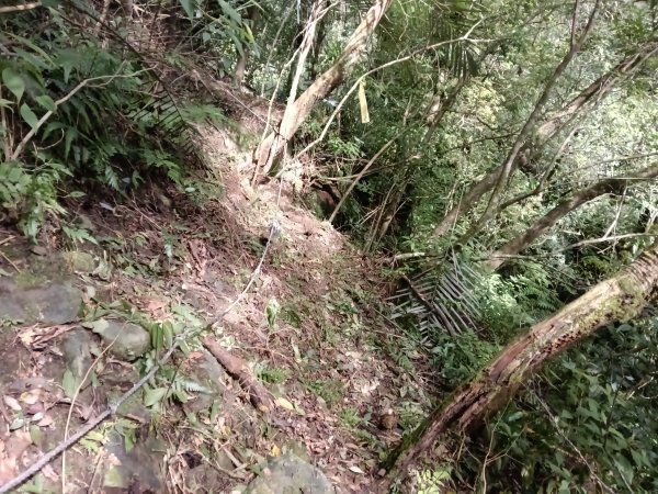 坪林區小粗坑古道+小粗坑山+環山路+楣子寮尖+貴妃池O型2994461