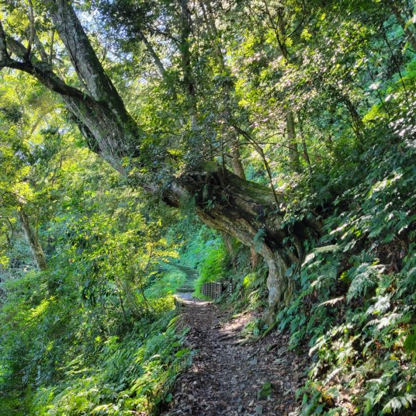 藤枝國家森林遊樂區（小百岳）2291775