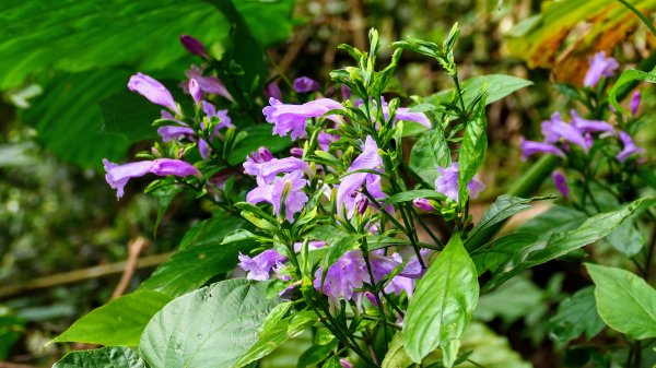 平菁街櫻花2697248