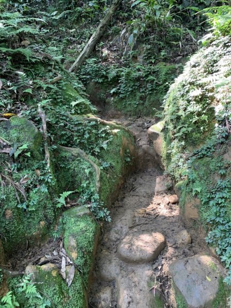 磺嘴山生態保護區（磺嘴山-鹿堀坪）2140517