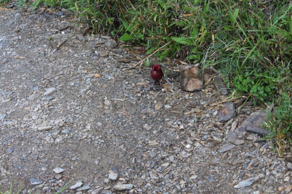 20200625南投合歡主峰1020304