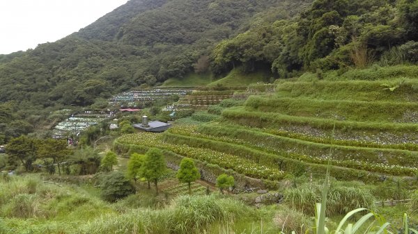 【臺北大縱走2】頂湖和竹子湖賞繡球花海芋981860