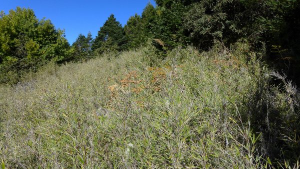 大好天氣的奇萊東稜489038