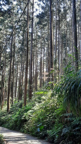 《南投》竹林台灣杉｜溪頭山竹崙山志騰山O繞202302182035895