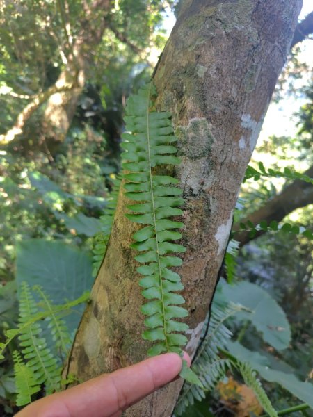 唐麻丹山 蝴蝶谷2918845