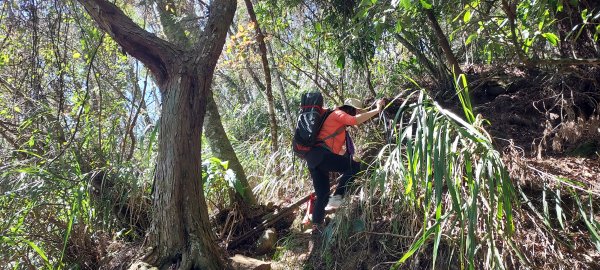 水漾森林、鹿屈山、眠月神木2729636