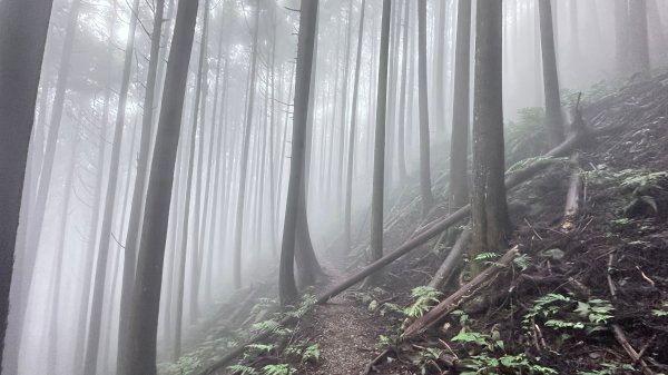 絕美柳杉林民都有山涼爽舒適2604523