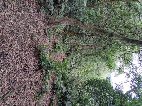 2026微笑山線筆架連峰段3103659