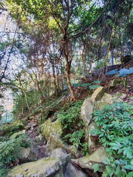 泰安鳥嘴山（上島）2689334