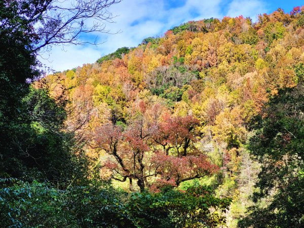【戀戀楓紅】霞喀羅賞楓行2675623