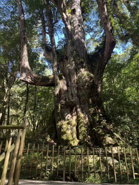 [皮皮獅探險隊-11/10] 2025_1010 隱藏任務–司馬庫斯神木群步道2912308