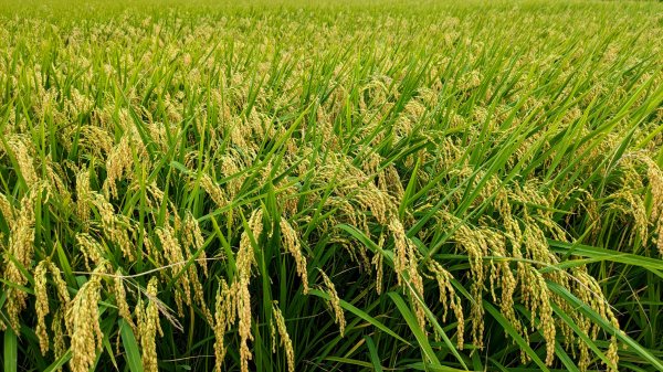 三奇美徑,52甲濕地,傳藝中心2518184