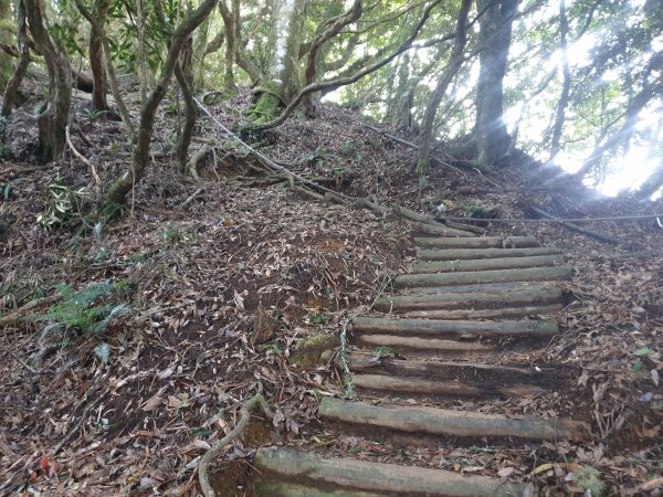 塔曼山玫瑰西魔山原路來回1560859