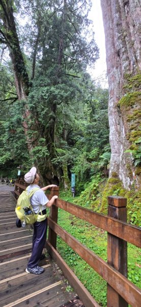 拉拉山巨木步道-塔曼山步道_202407022569671