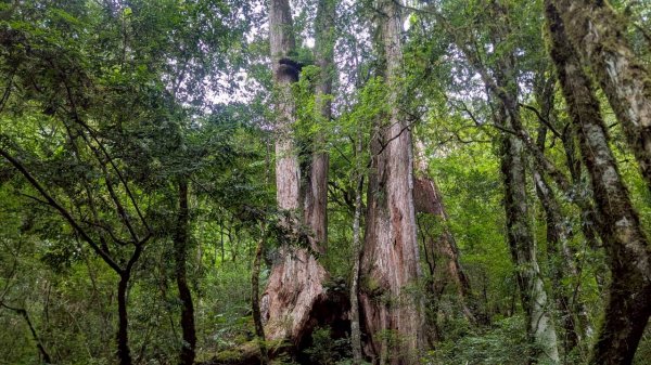 鎮西堡巨木步道群 (B區)2861164