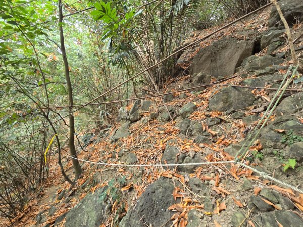 2026-02-01 靈山古道2991723