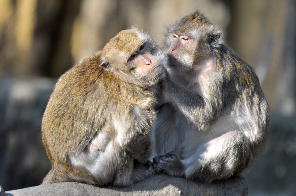 【新聞】陽明山國家公園管理處再次呼籲「禁止放生、棄養動物、餵食野生動物或擅自餵食遊蕩動物。」