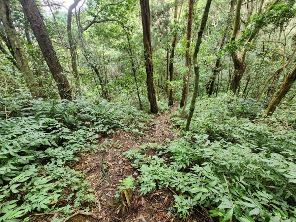 火燒寮山熊空山竹坑山加九嶺O型2966286