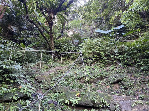 2025微笑山線大縱走尋寶集章任務-Ep.04【天上山系】望月亭桐花段｜石門內尖山東峰 ×石門內尖山2979089