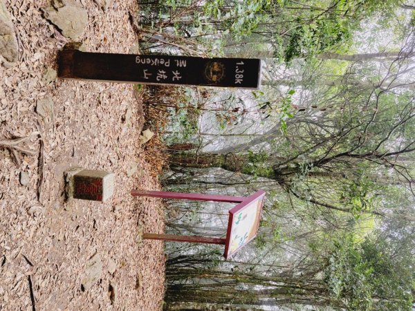 雪見大板根-202502222859803