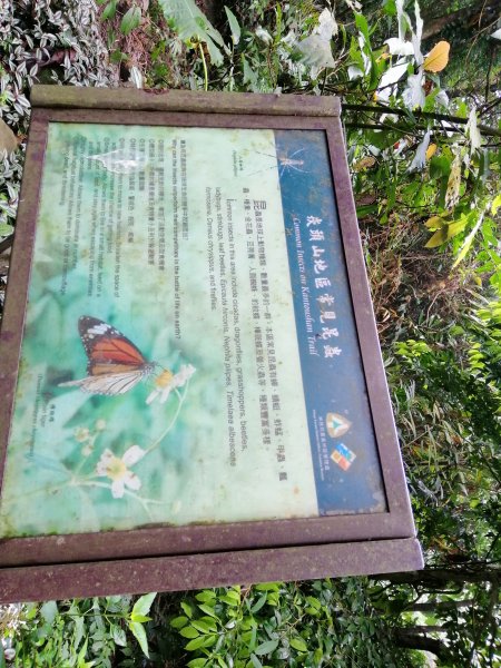 台南東山~山上尋悠。 #65小百岳崁頭山915981