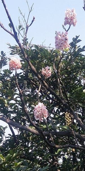 基隆國家新城樂利山，國寶鐘萼木開花惹1281549