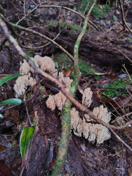 稍來小雪山國家步道、船型山、鞍馬山、鞍馬山東北峰、天池、雪山神木2799853
