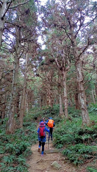 林相優美的臺中長壽山、肥崠山 - 鳶嘴西稜步道1357232