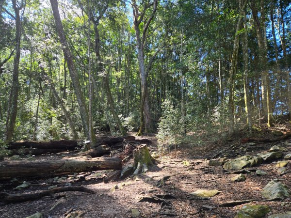 八仙山森林遊樂區、佳保台山2712667