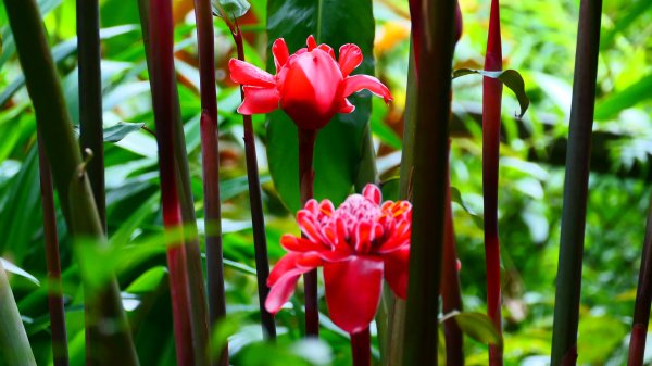 台北植物園3051136