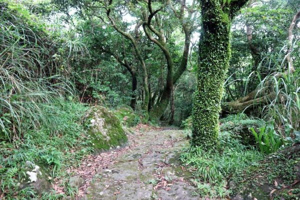 陽明山  菜公坑山 反經石   水車寮步道。林木蓊鬱  豐富的蕨類植披，絕佳避暑古道2174050