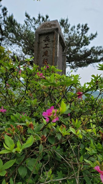 百拉卡公路人車分道菜公坑山賞花趣2120330