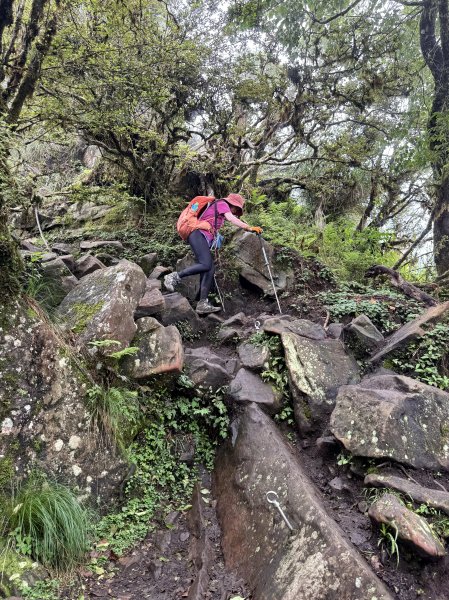 加里山O繞20250713(大坪登山口-杜鵑嶺-加里山-避難小屋-大坪登山口)2836909