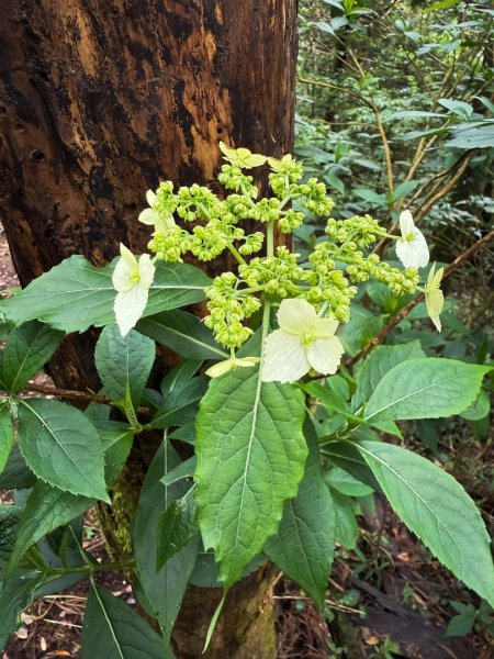 新竹五指山 - 指峰凌霄2768545