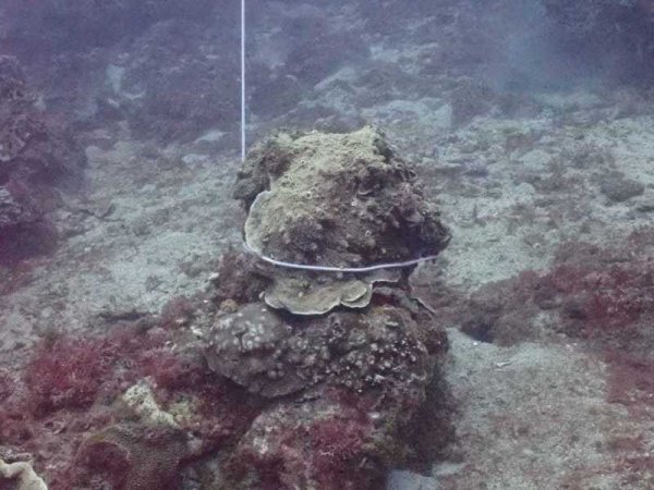 【環境】珊瑚礁被勒緊當底鉛 潛水教練一張照揭小琉球生態慘況