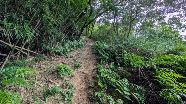 石笋古道,遇見雞母嶺2340702