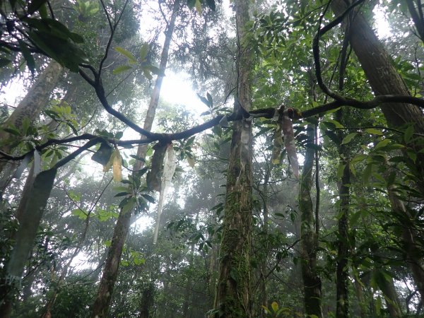 2022-04-01　天氣陣雨，翡翠坑山探索1660648