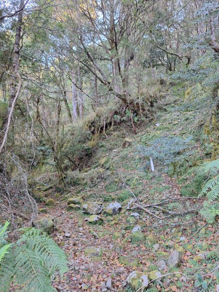 石山+阿毛神木202512112961793