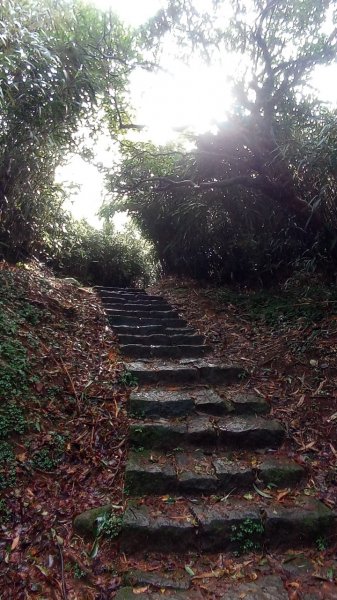 大屯山主峰步道1938090